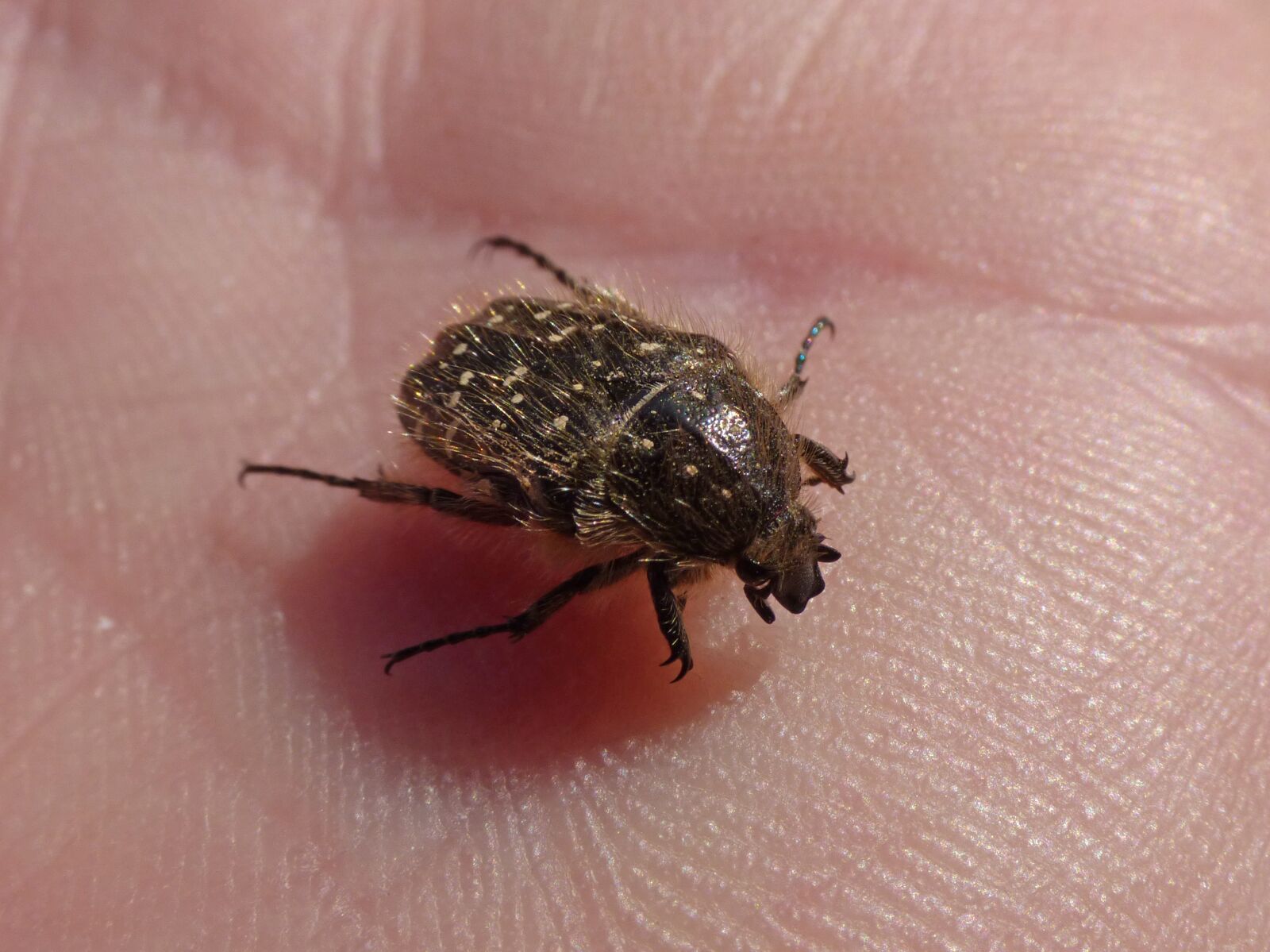 Panasonic Lumix DMC-FZ70 sample photo. Oxythyrea funesta, beetle, coleoptera photography