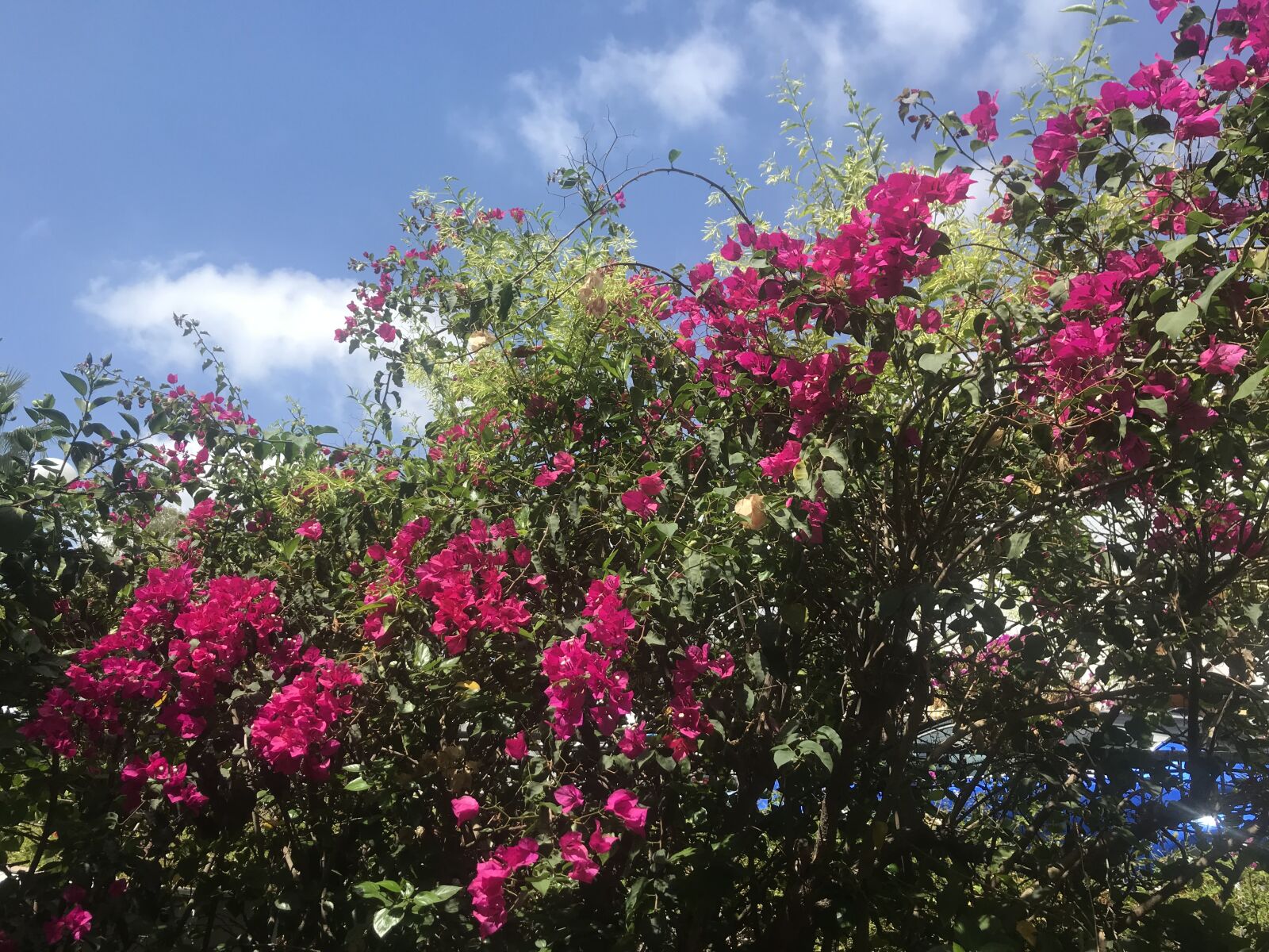 iPhone 7 back camera 3.99mm f/1.8 sample photo. Flowers, red, sky photography