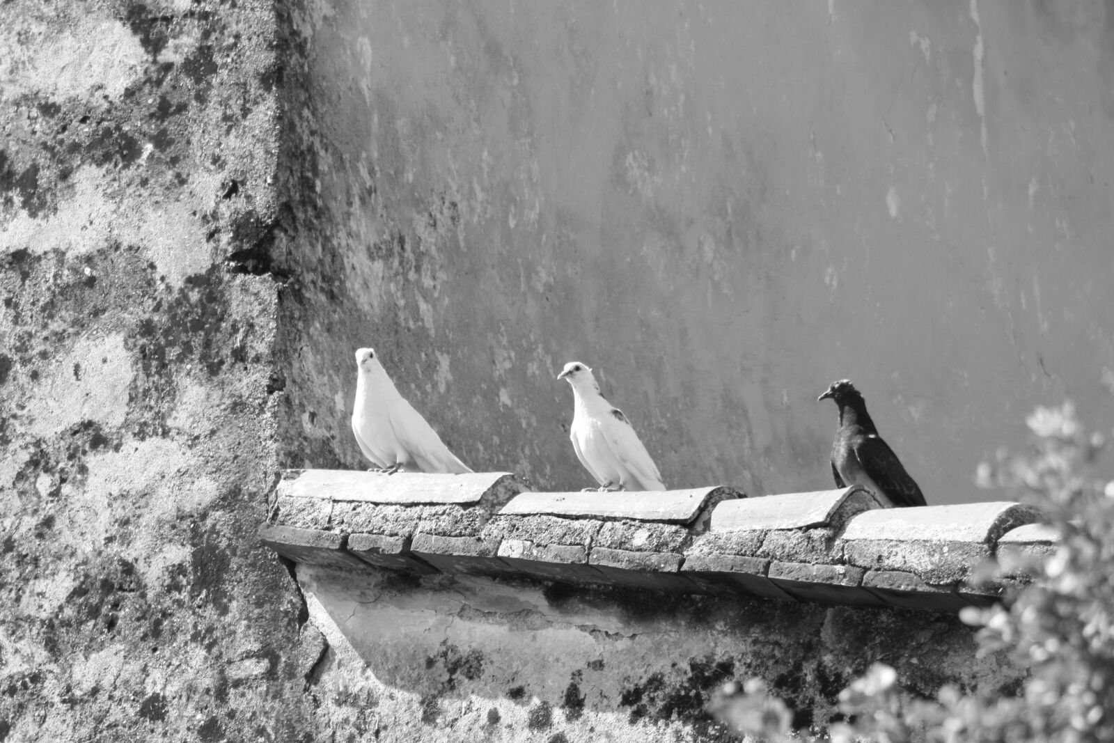 Canon EOS 450D (EOS Rebel XSi / EOS Kiss X2) sample photo. Birds, black, white photography