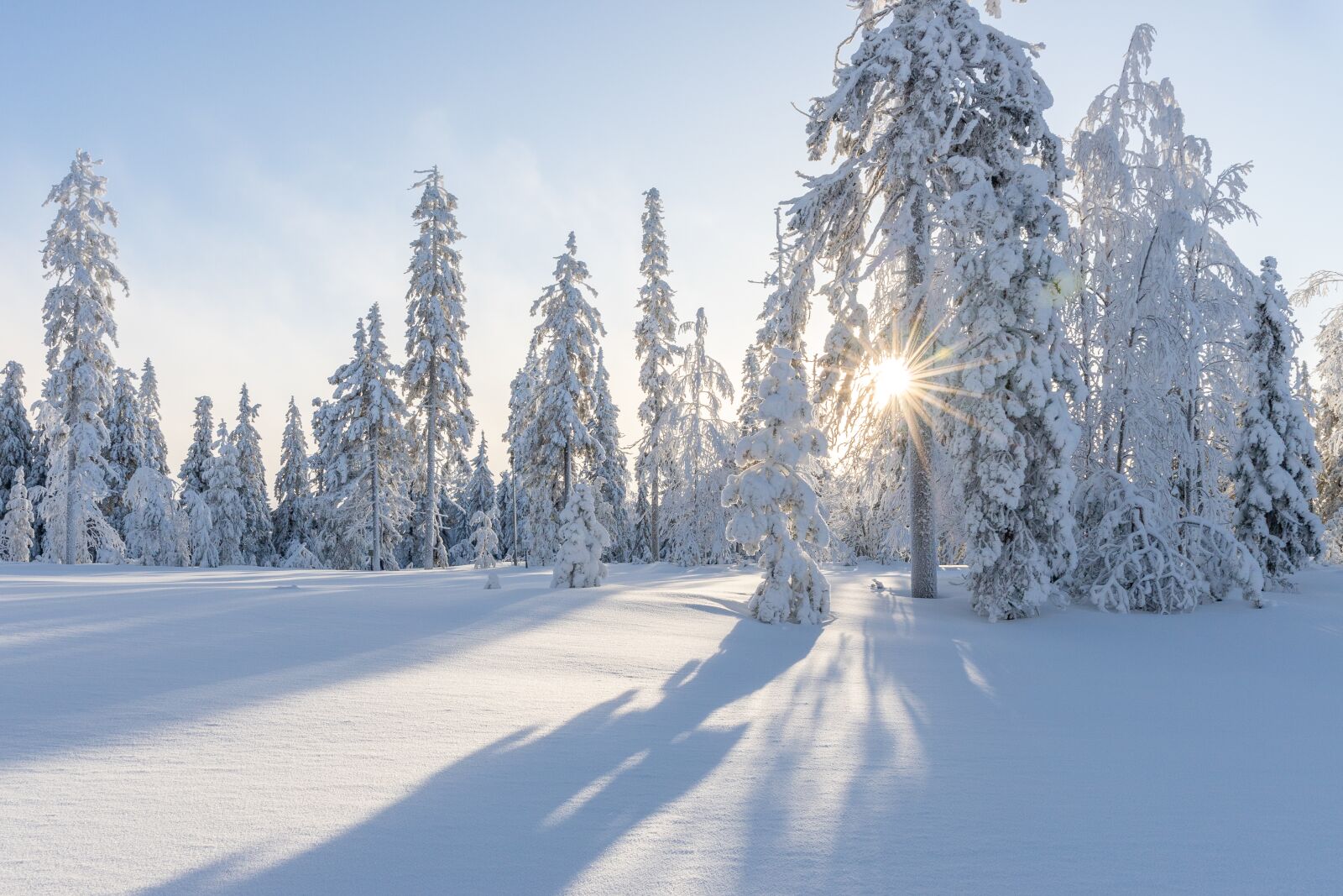 Canon EF 24-70mm F4L IS USM sample photo. Trees, winter, snow photography