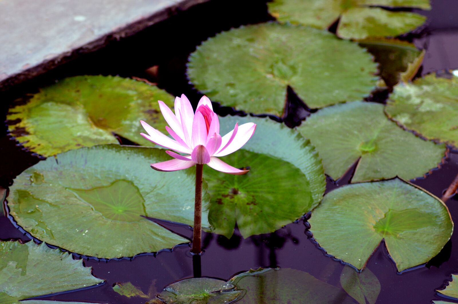Nikon D3200 sample photo. Flower, lotus, pond photography