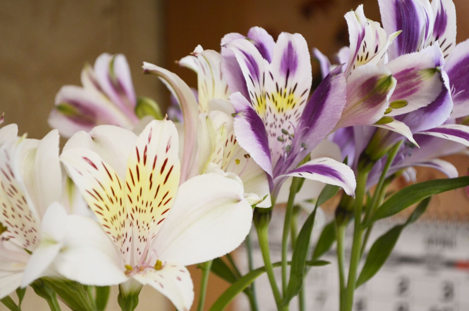 Nikon D5100 sample photo. Flowers, flower, flora photography