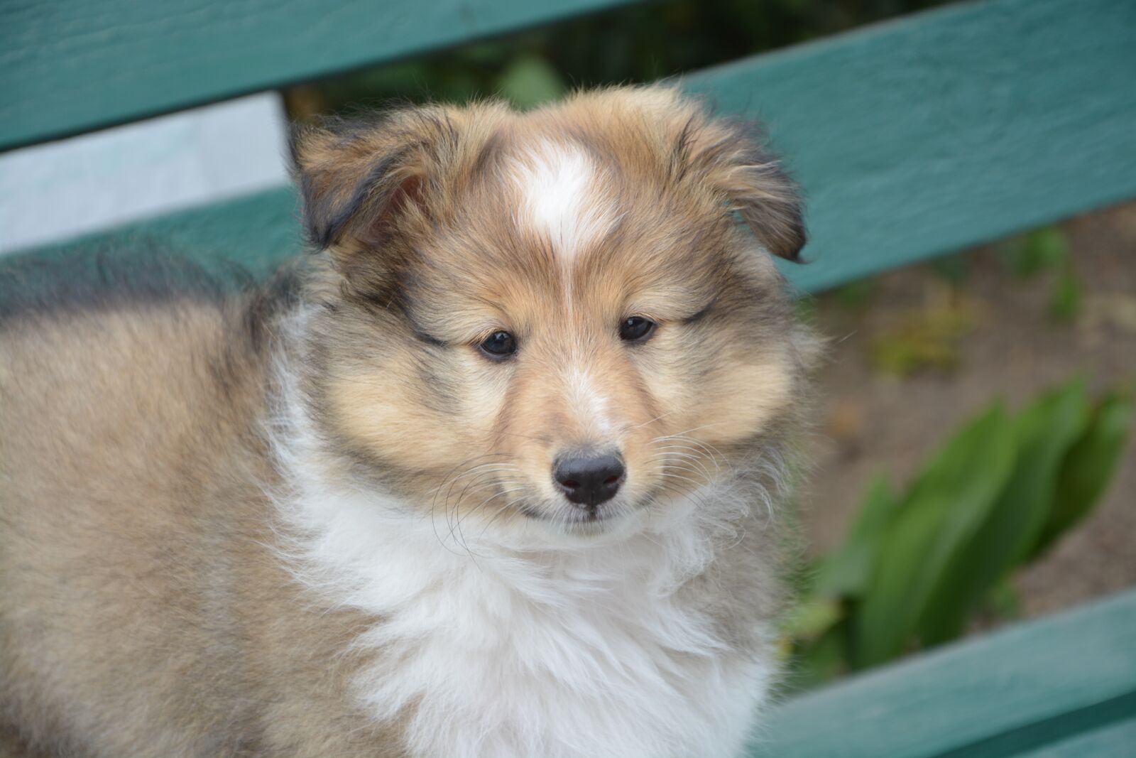 Nikon D5200 sample photo. Puppy, shepherd shetland, lof photography