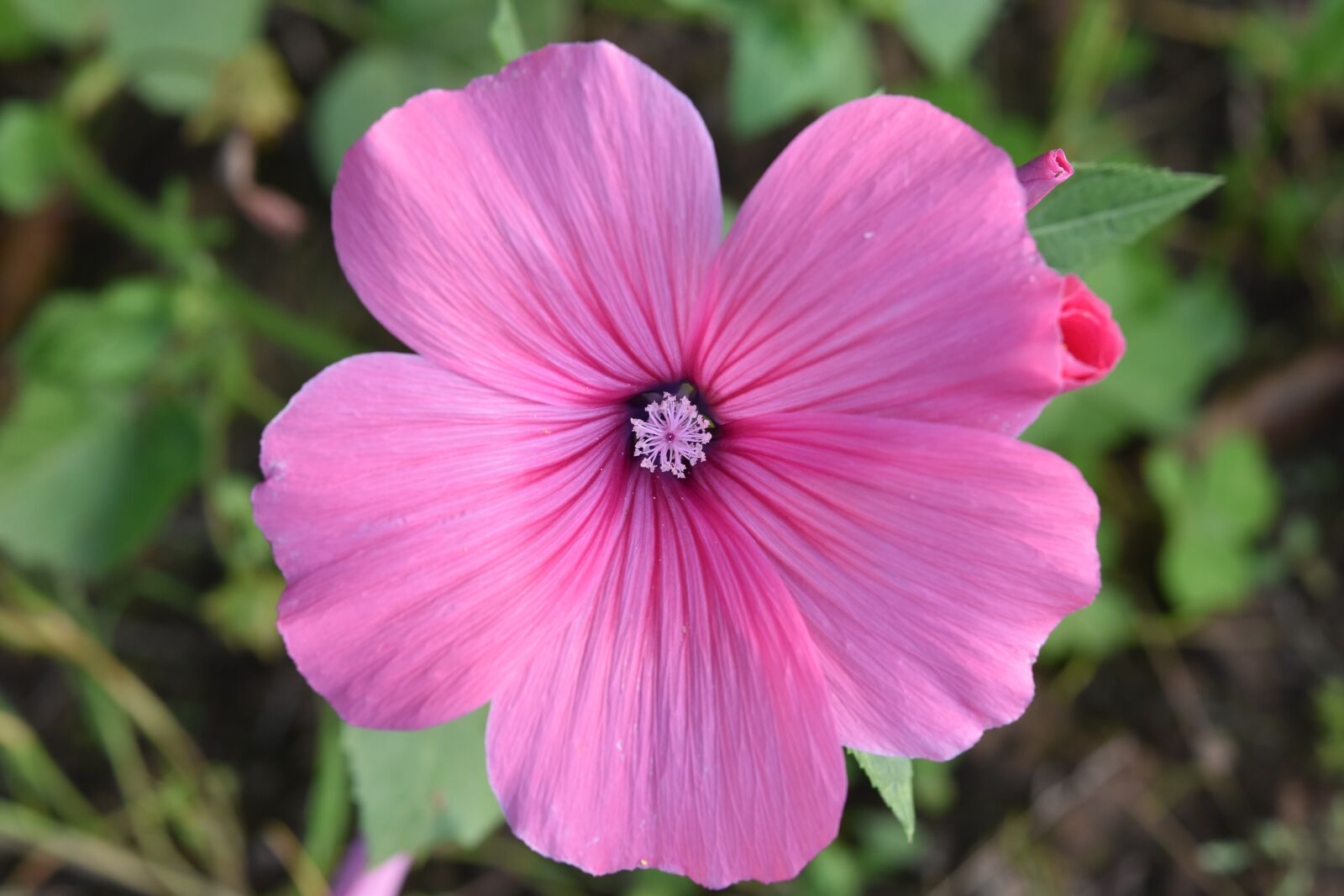 Nikon D5600 sample photo. Flower, flower stamens, pink photography