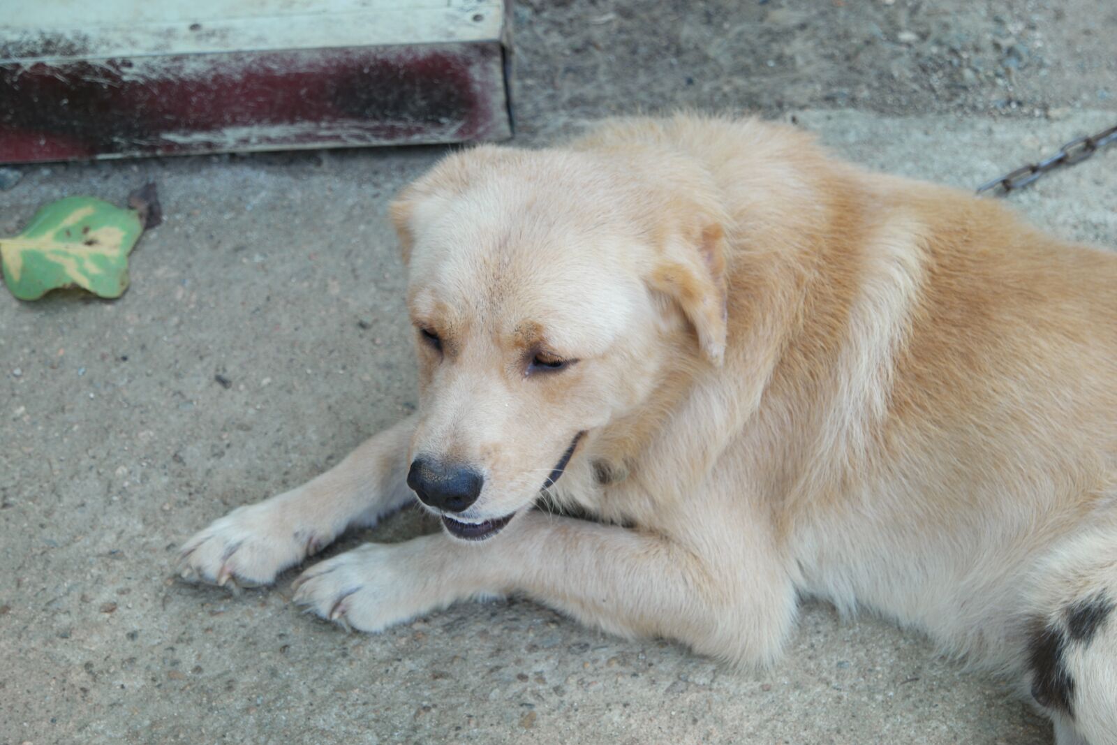 Samsung NX500 sample photo. 개, 강아지, 애완동물 photography