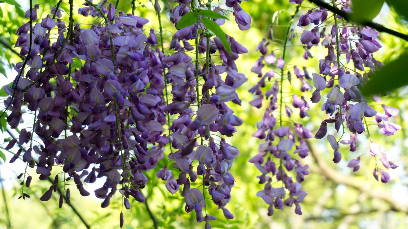 Sony a5100 sample photo. Wisteria rose, park, spring photography