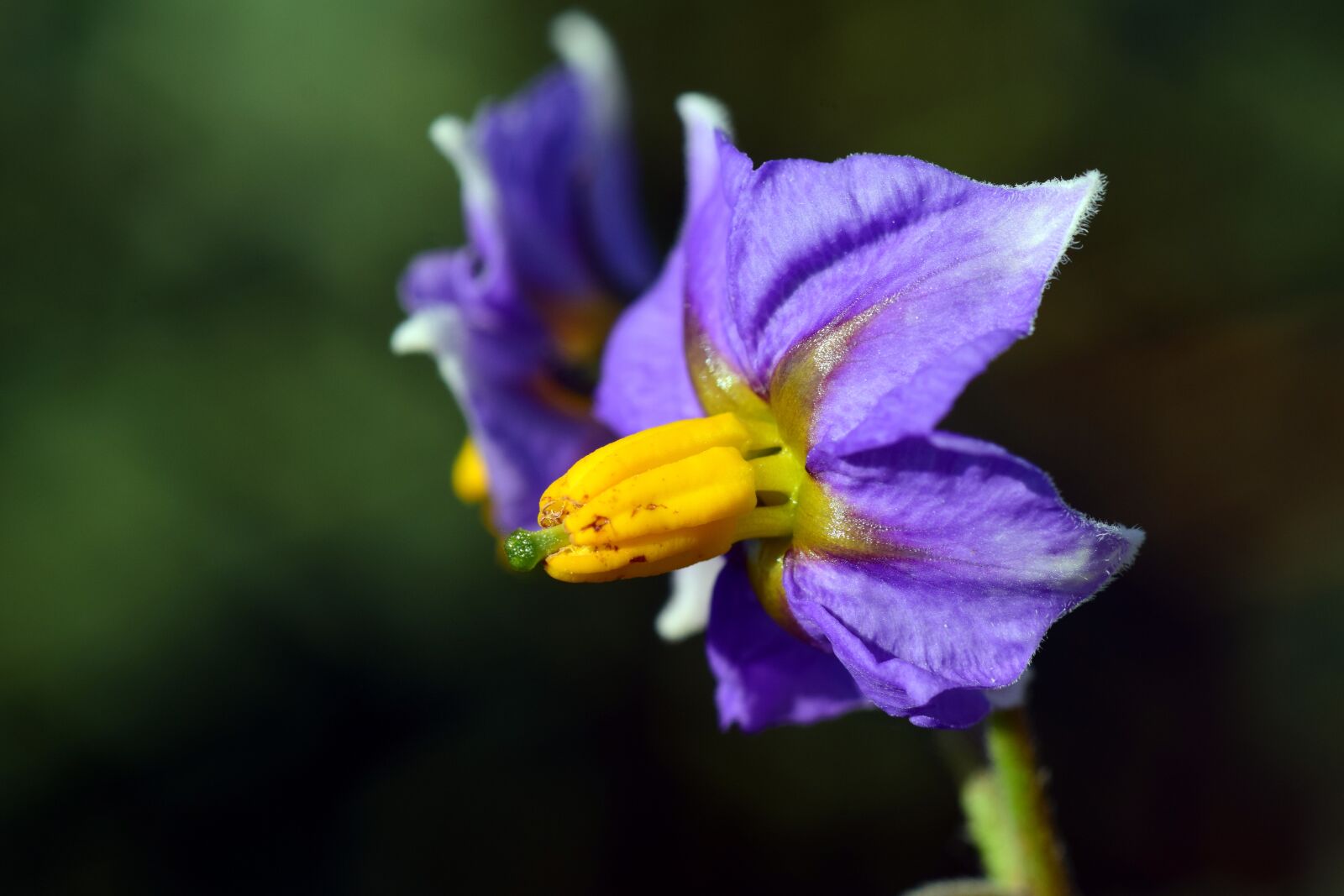 Nikon D3300 sample photo. Potato blossom, potato flower photography