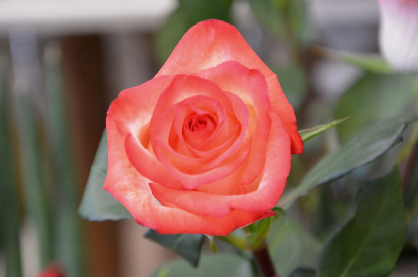 Nikon D5200 sample photo. Flower, pink, color pink photography