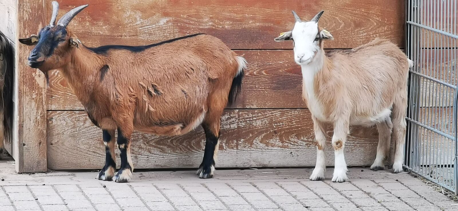 HUAWEI P30 Pro sample photo. Goat, animal, livestock photography