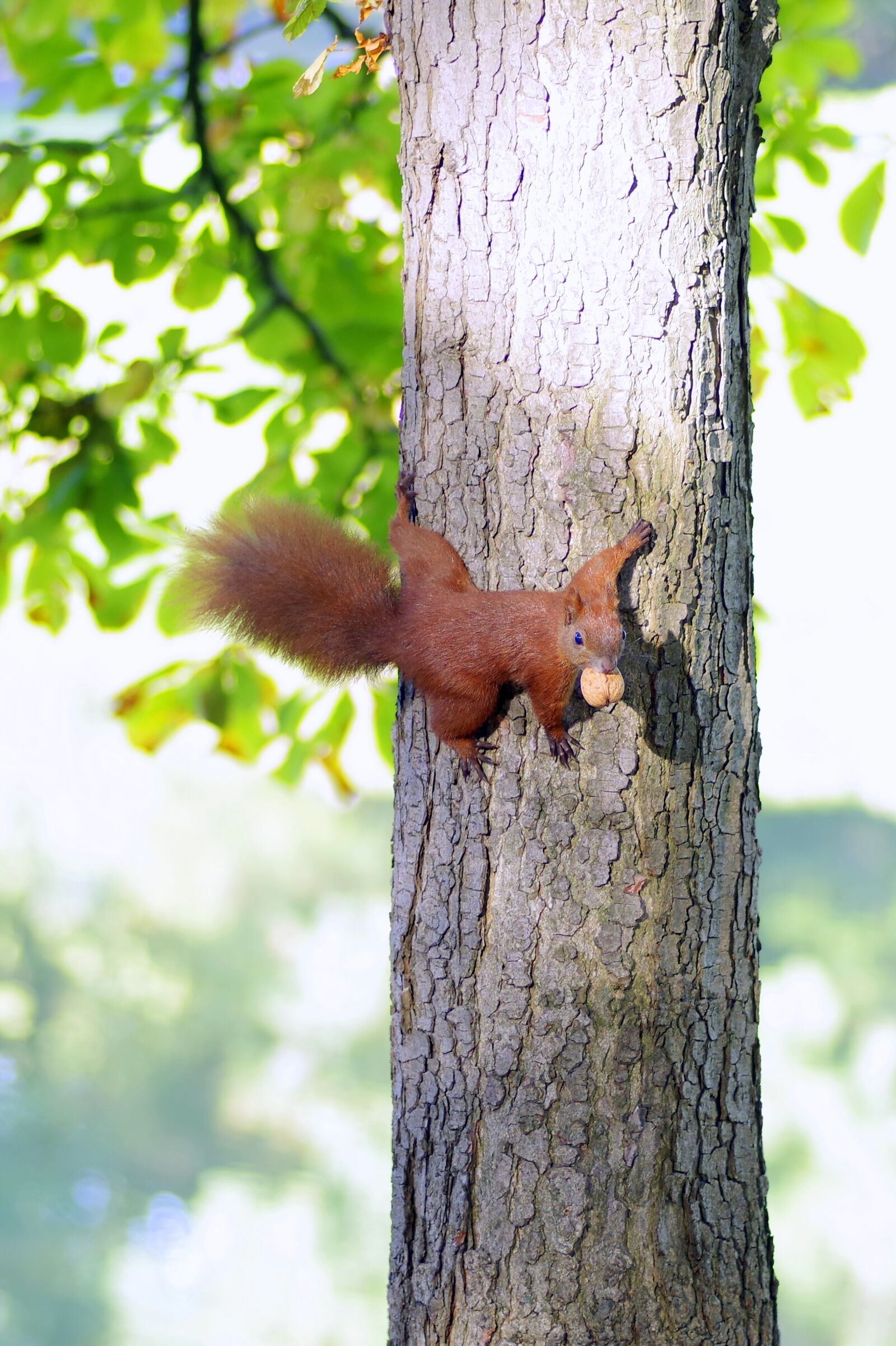 Pentax K-S2 sample photo. The squirrel, animal, rodent photography