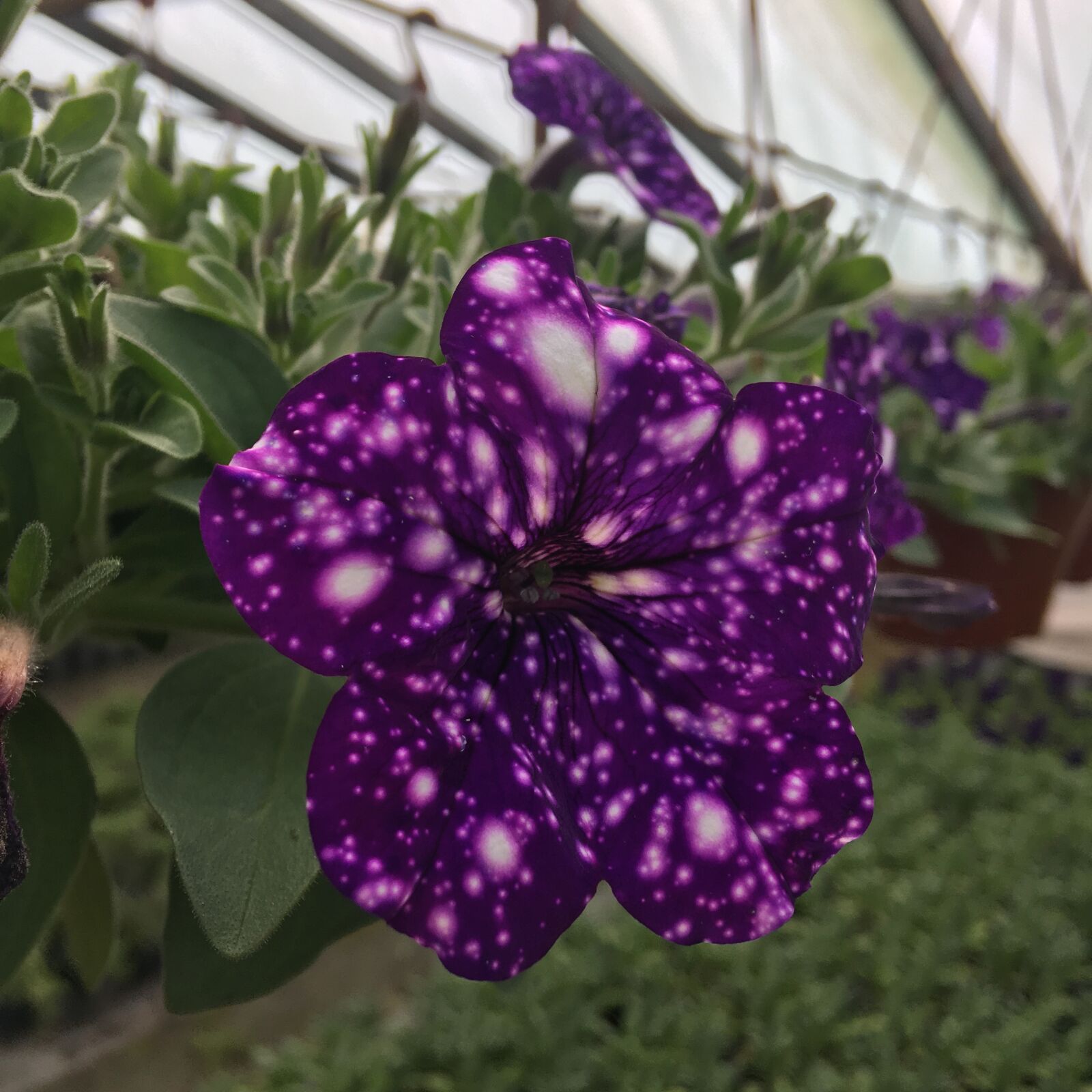 iPhone SE back camera 4.15mm f/2.2 sample photo. Petunia, flower, summer photography