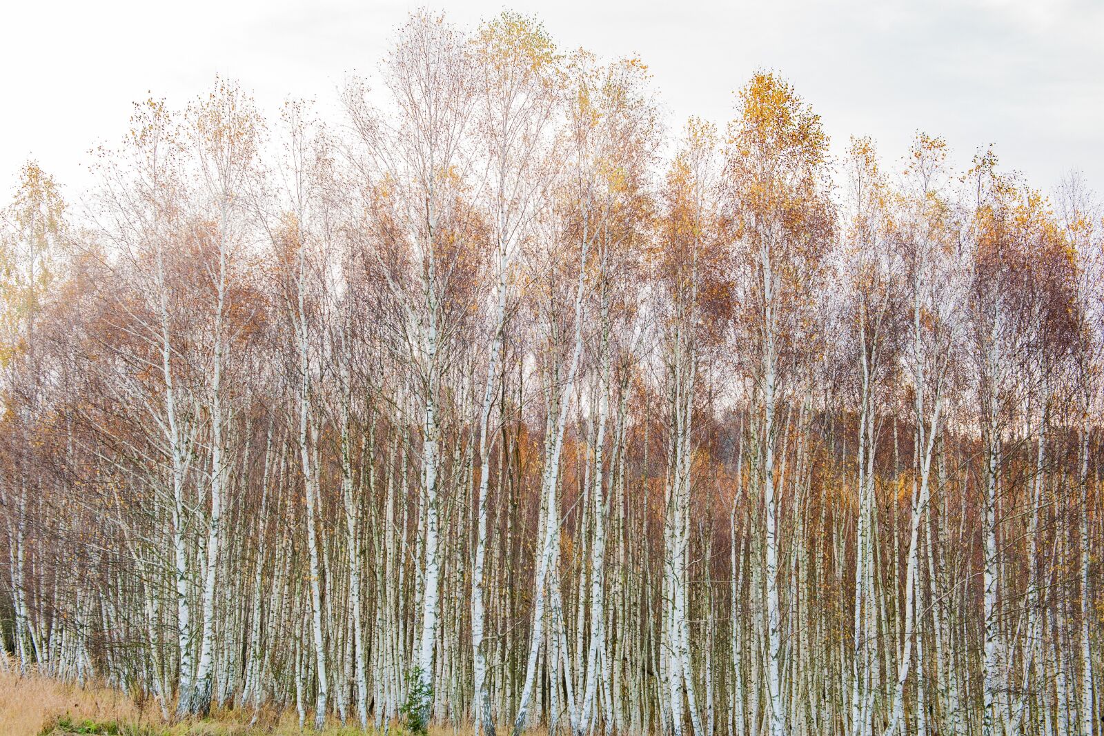 Nikon D700 sample photo. Forest, sun, autumn photography