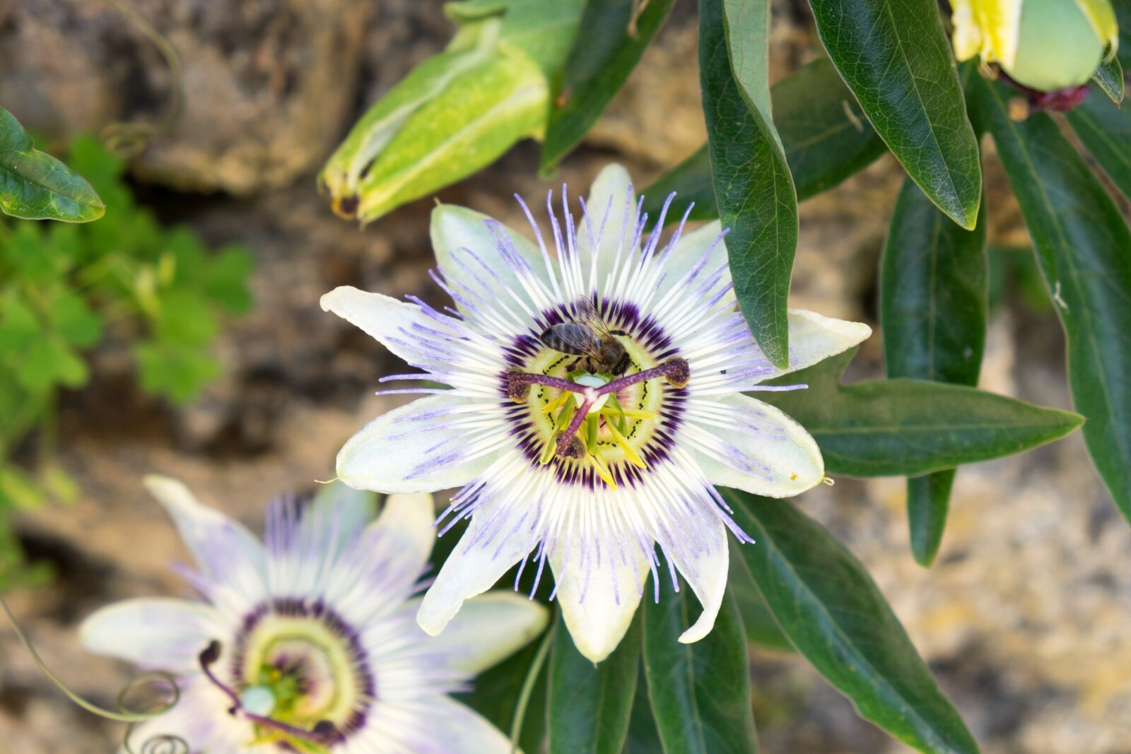 Fujifilm X-T10 sample photo. Passion, passiflora, flower photography
