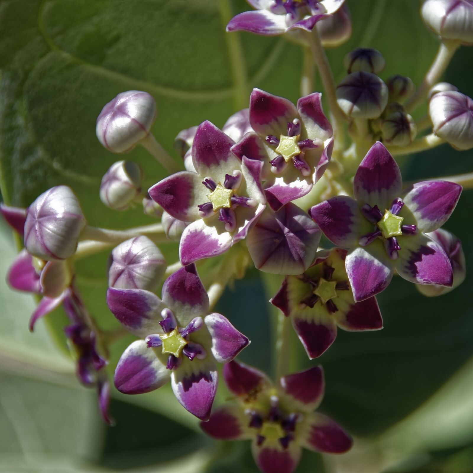 Nikon D7000 sample photo. Oman, plant, flower photography