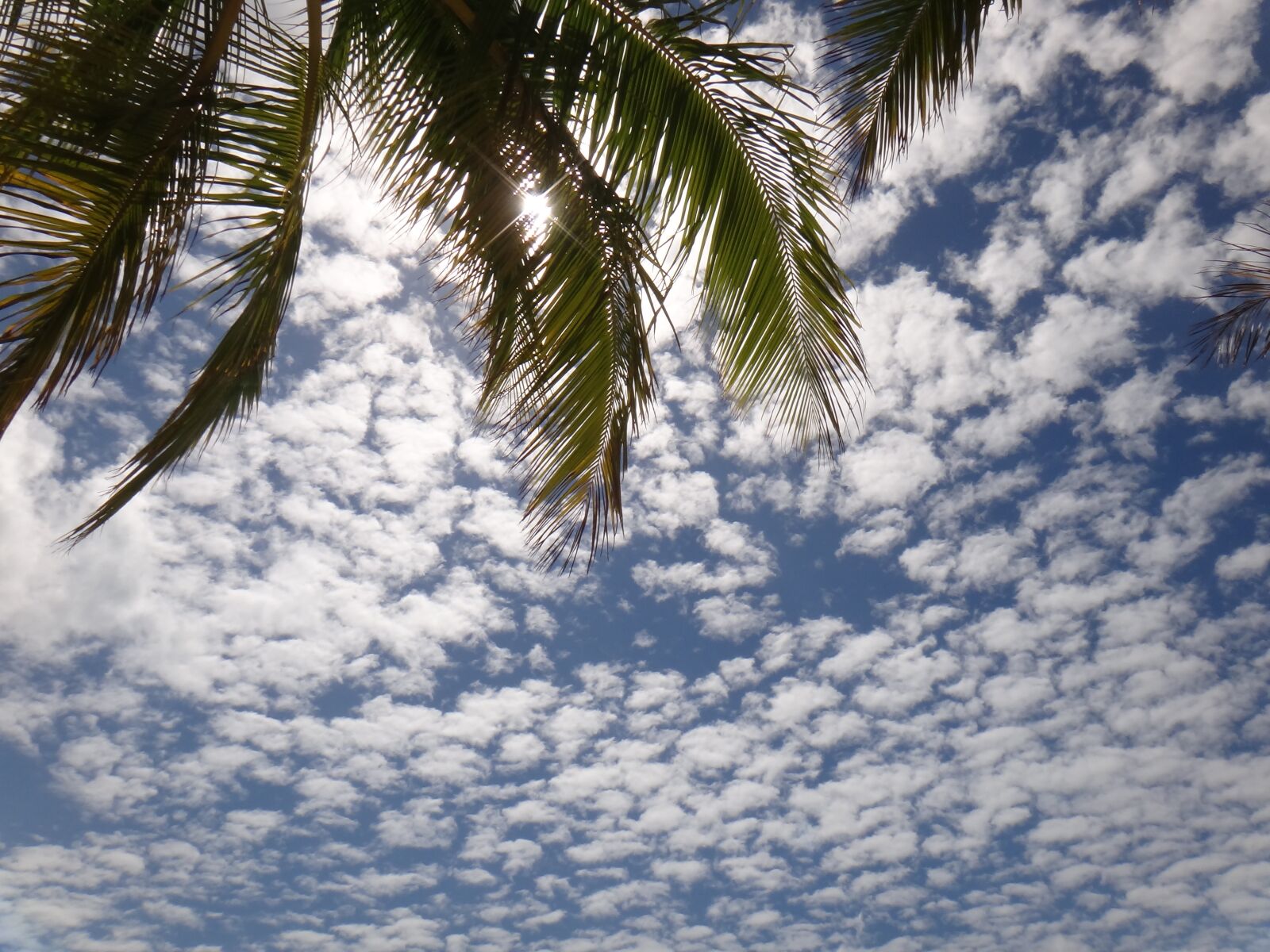 Sony Cyber-shot DSC-TX10 sample photo. Palmtree, sky, tropical photography