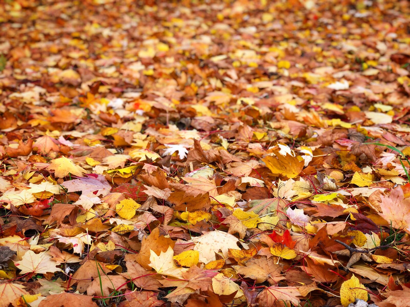 iPhone X back dual camera 6mm f/2.4 sample photo. Autumn, holidays, nature photography