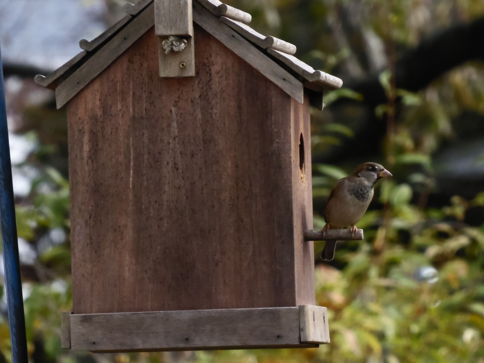 Samsung WB2200F sample photo. Bird, bird, house, nature photography