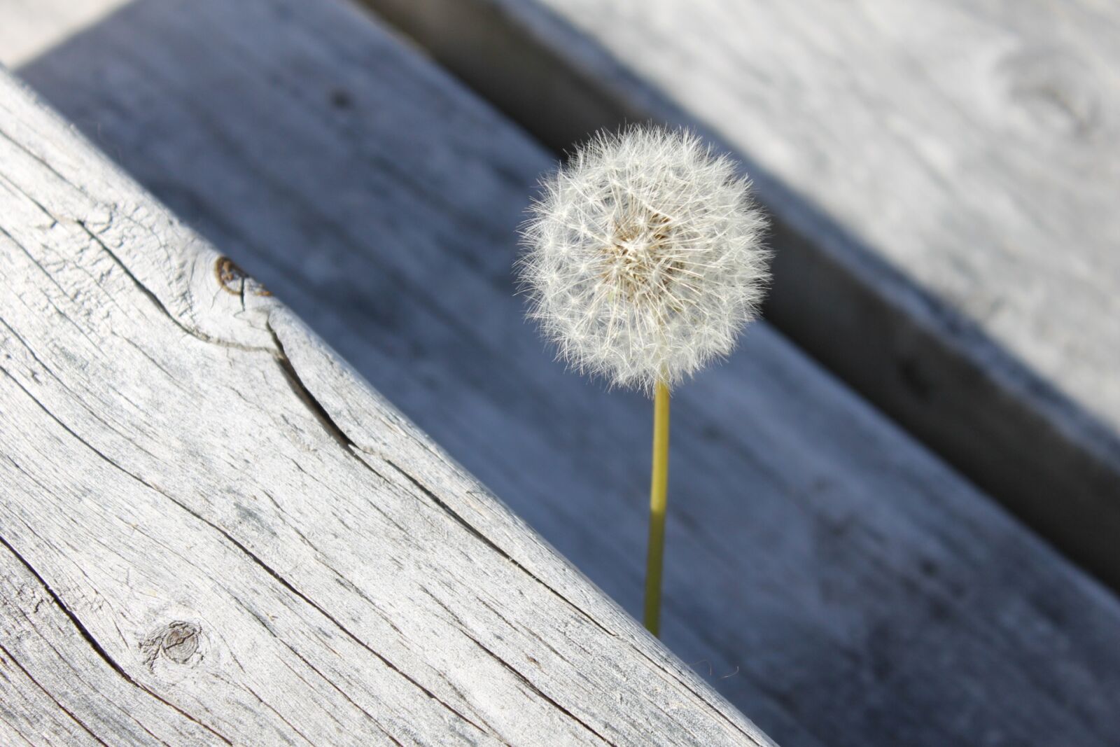 Canon EOS 1100D (EOS Rebel T3 / EOS Kiss X50) sample photo. Nature, dandelion, weed photography