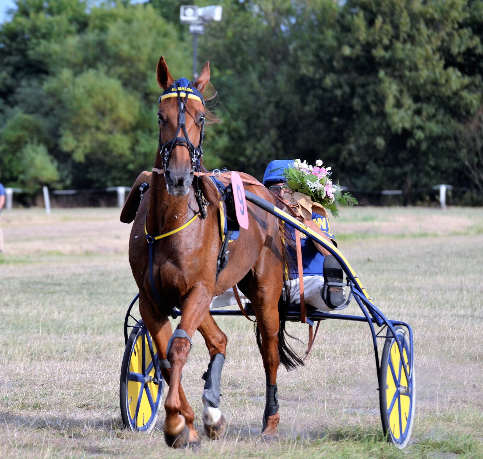Nikon D5100 sample photo. Traber, racing, sulky photography