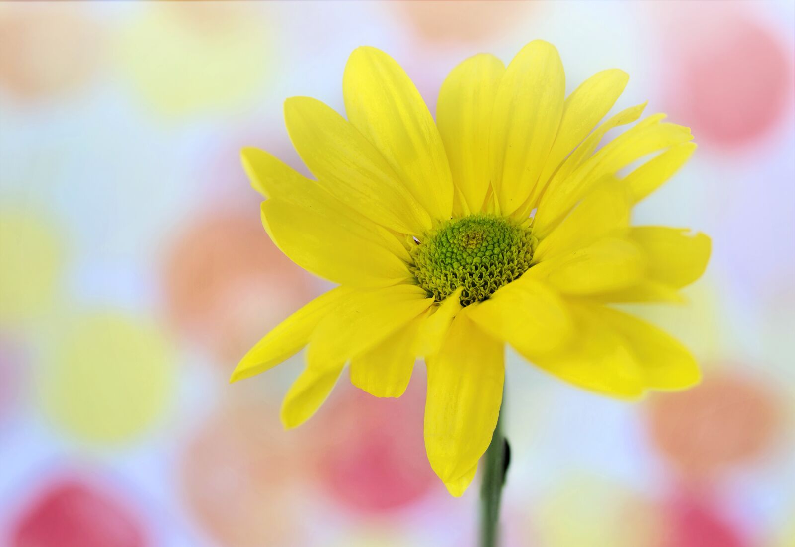 Canon EOS 5D Mark III sample photo. Daisy, yellow, text space photography