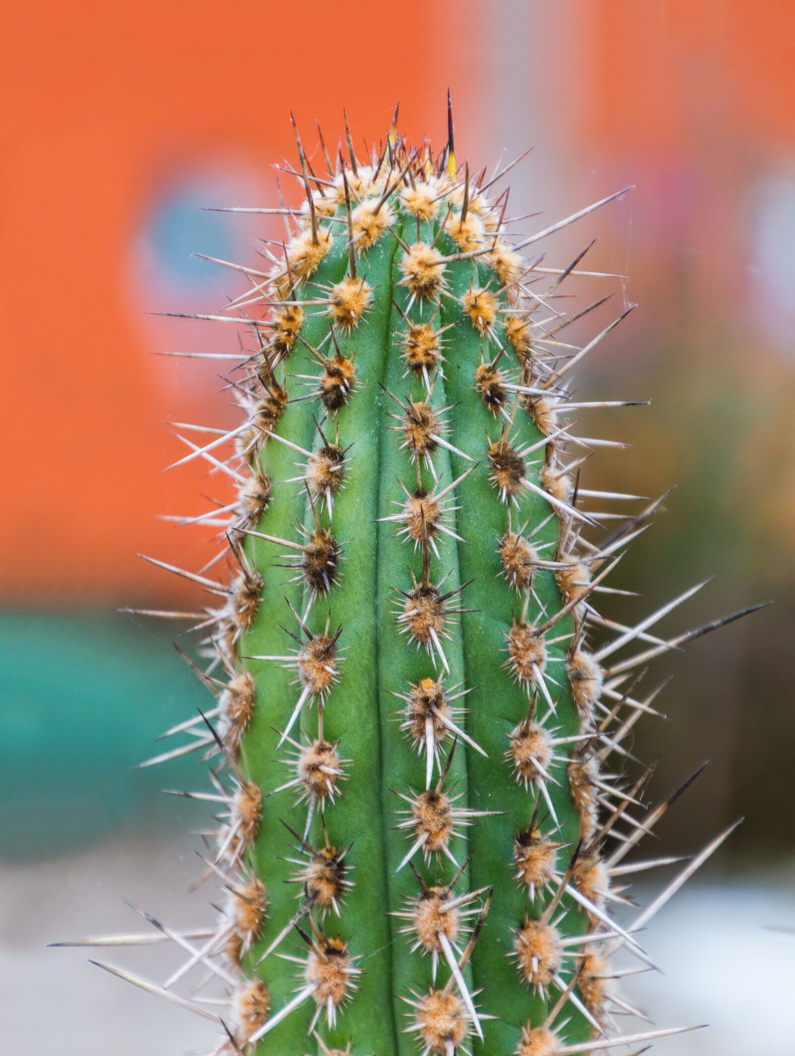 Canon EOS 70D sample photo. Cactus, spur, plant photography
