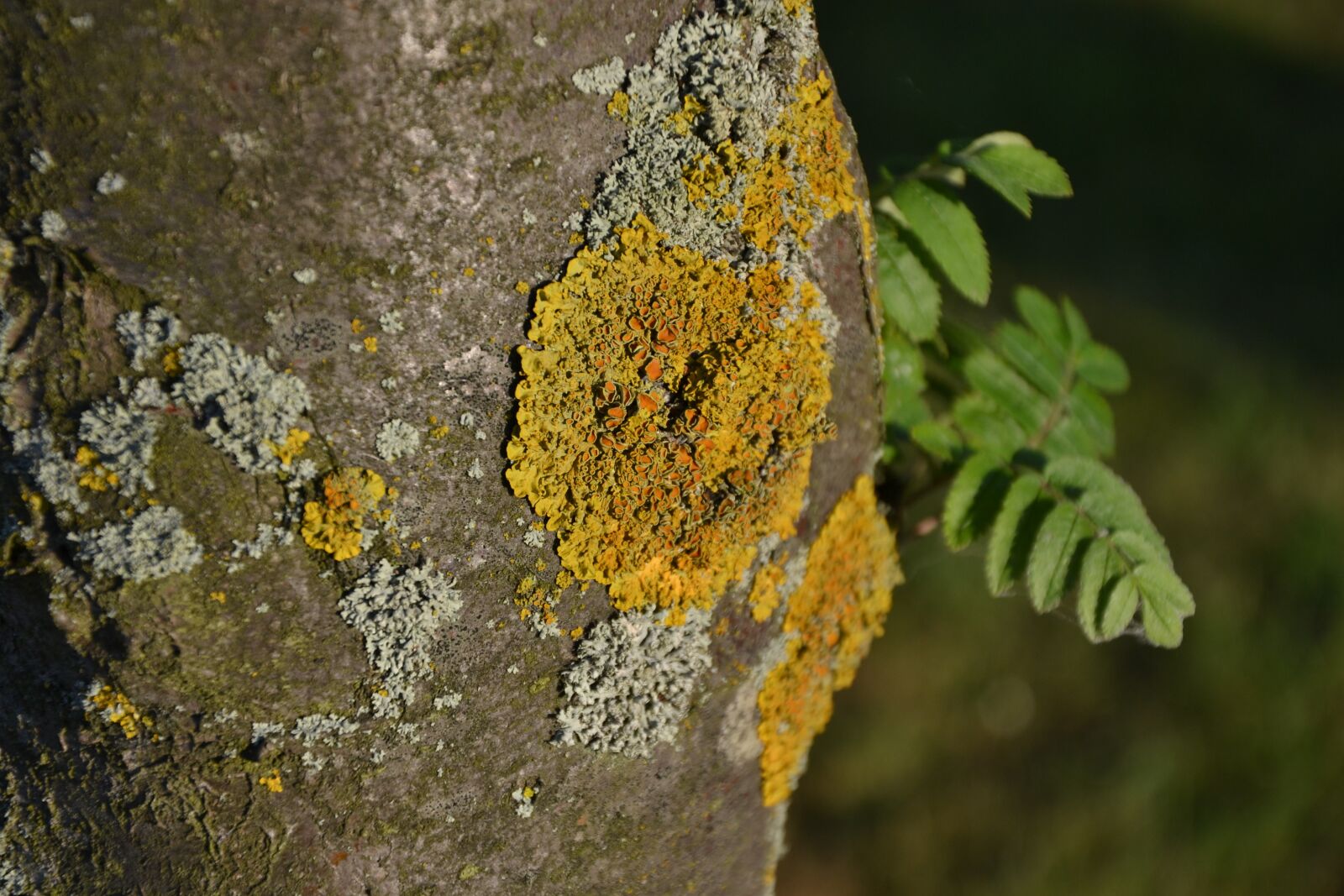 Nikon D3100 sample photo. Tree, bark, wood photography