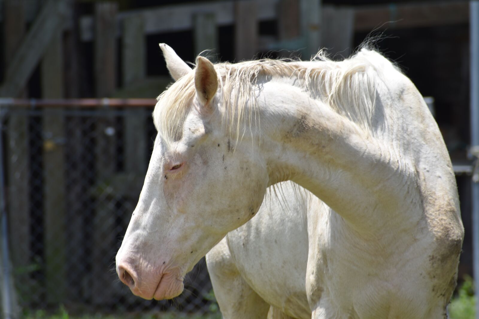 Nikon D3500 sample photo. Albino horse, stallion, ranch photography