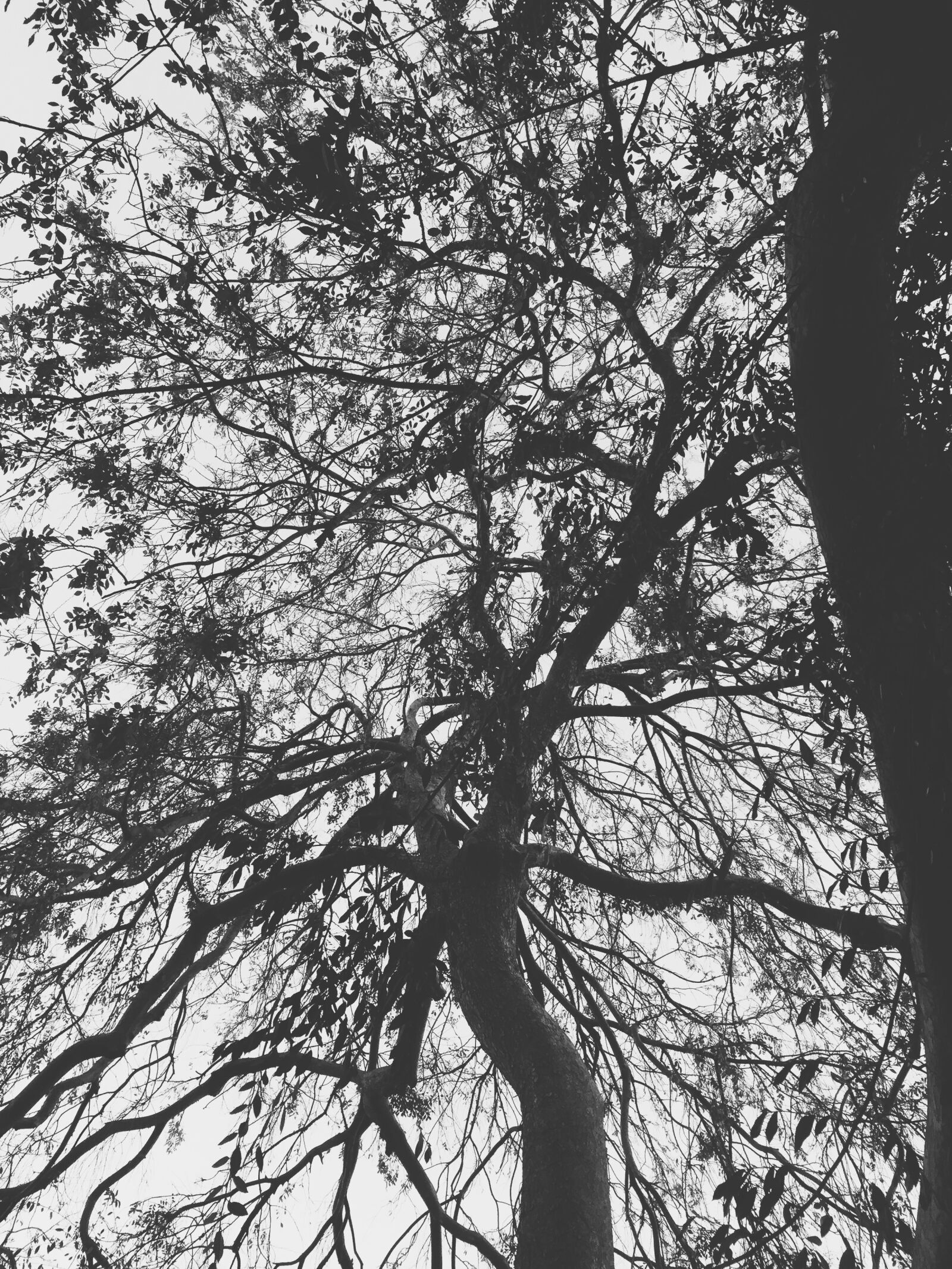 Apple iPhone 6 sample photo. Tree, branches, foliage photography