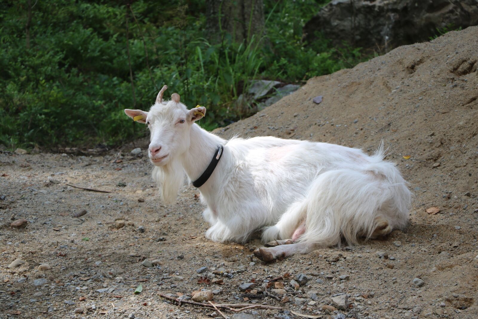 Canon EOS 750D (EOS Rebel T6i / EOS Kiss X8i) sample photo. Mammals, the animal kingdom photography