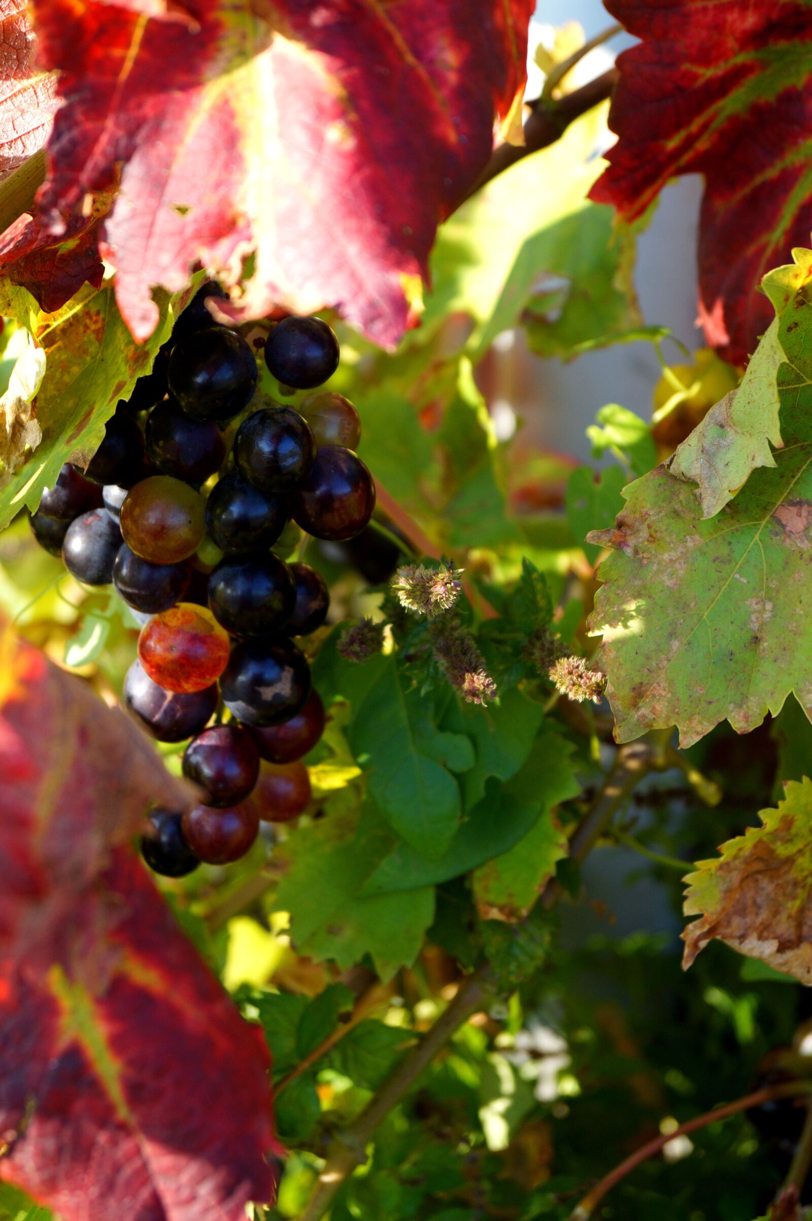 Sony DT 18-55mm F3.5-5.6 SAM II sample photo. Vine, grape, fall photography