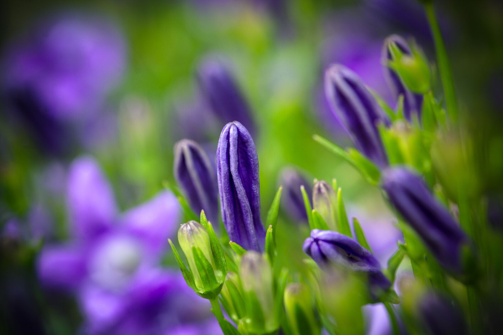 Nikon D7100 sample photo. Bluebells, campanula, portenschlagiana photography