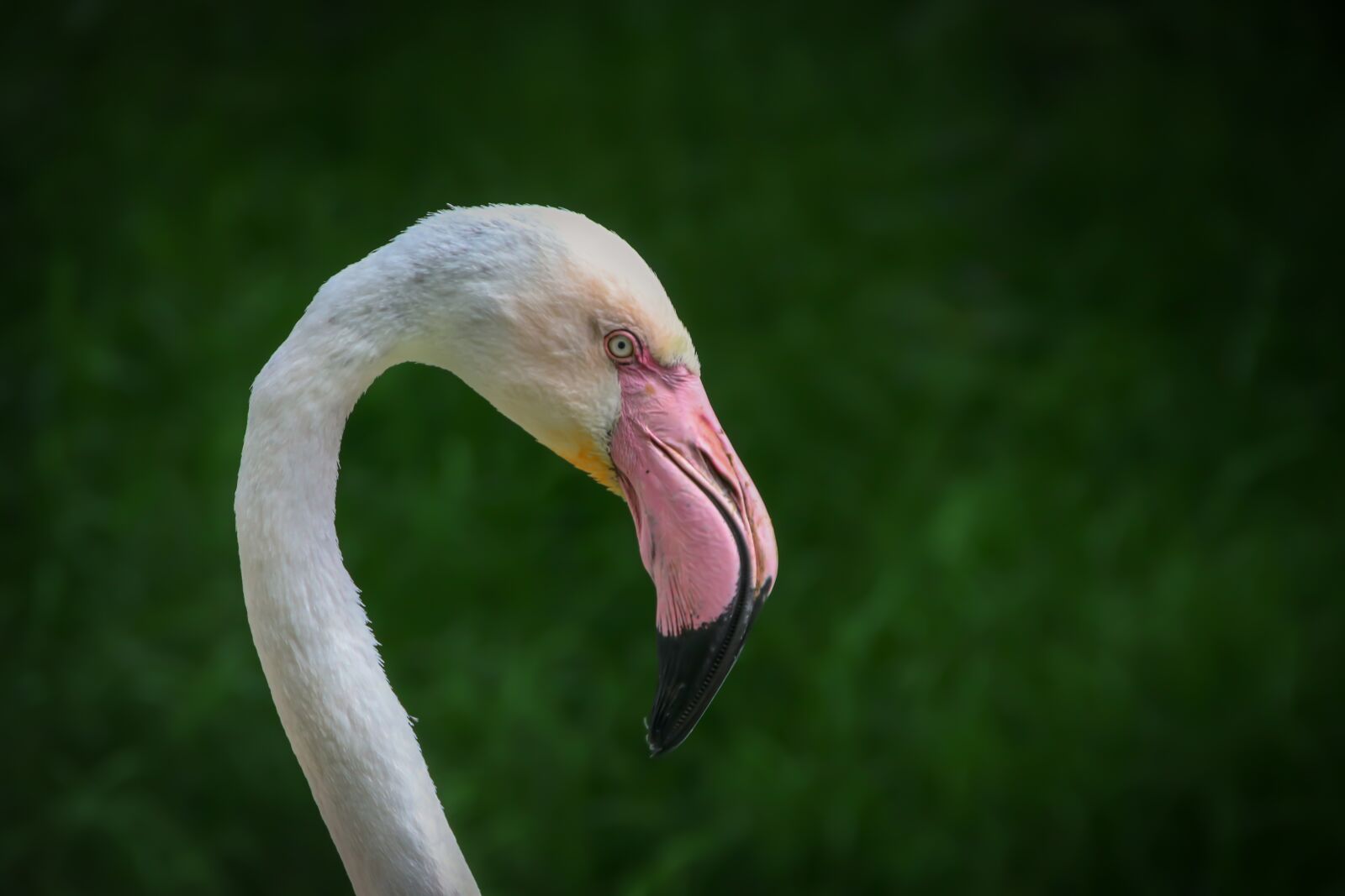Canon EOS 80D sample photo. Flamingo, animal, bird photography