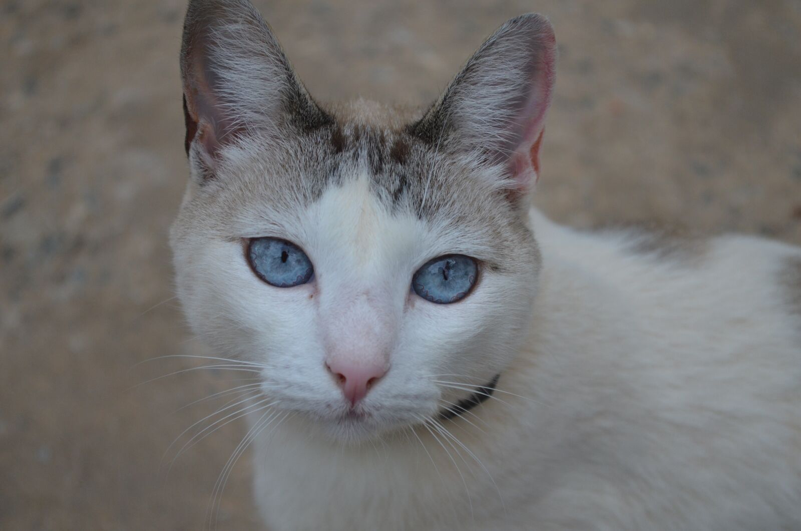 Nikon D5100 sample photo. Gata, white, cat photography