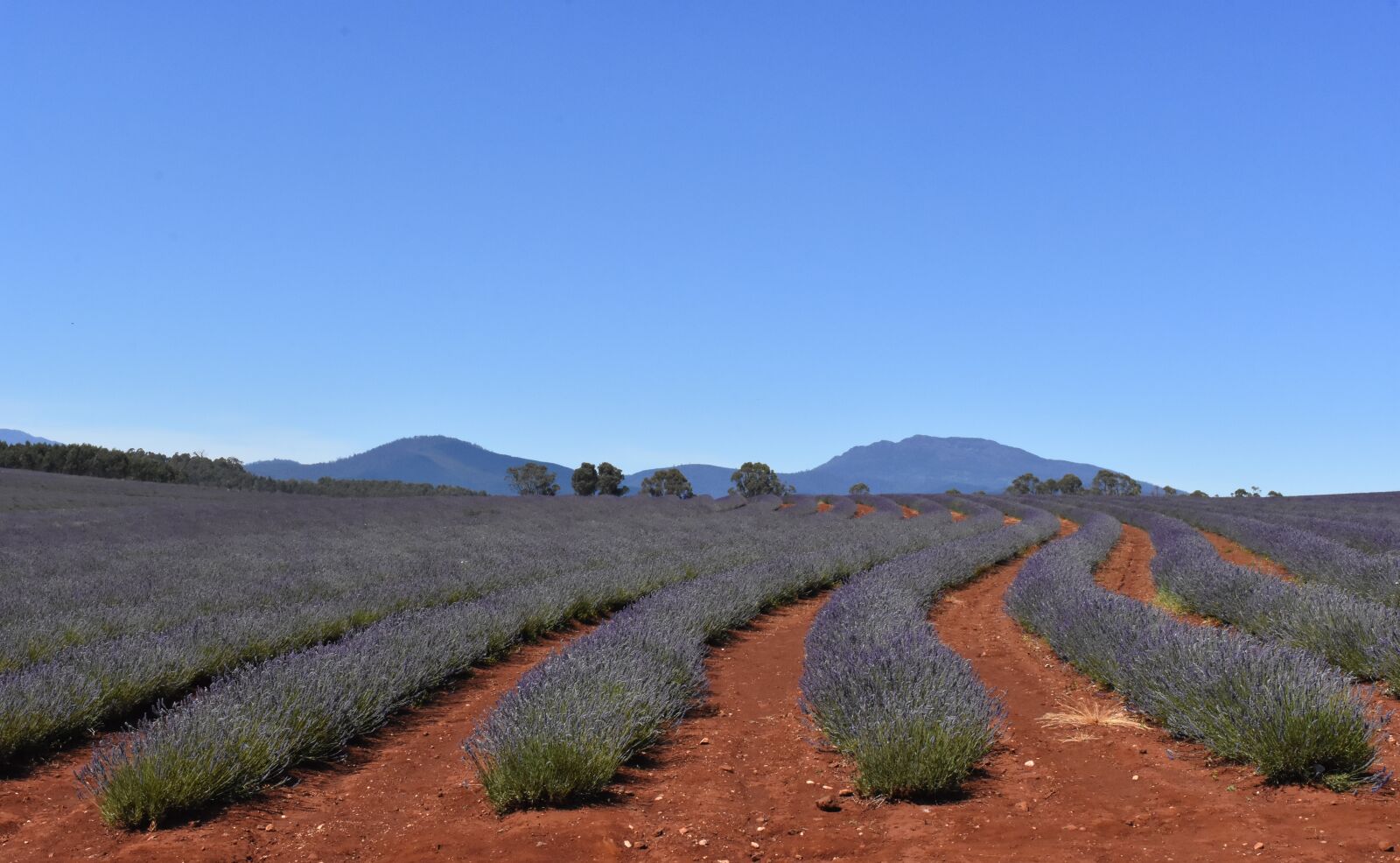 Nikon D7200 sample photo. Australia, tasmania, lavender fields photography