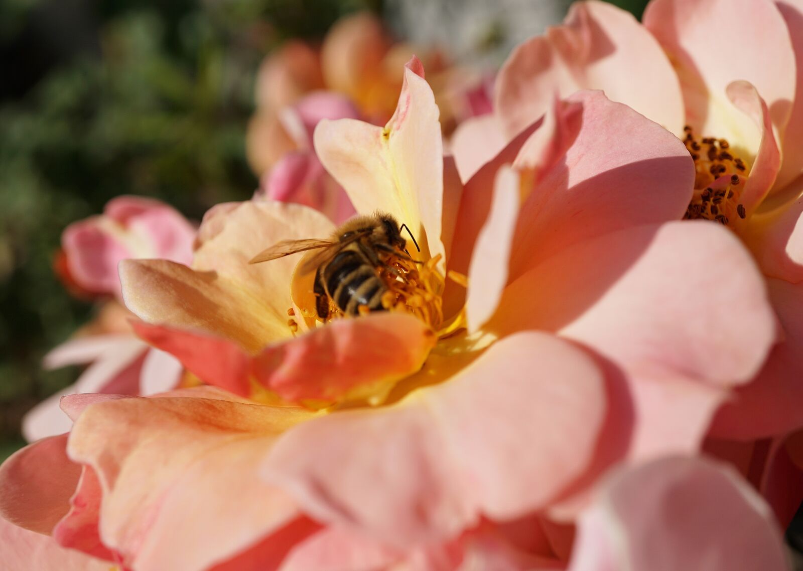 Sony E 30mm F3.5 Macro sample photo. Rose, pink, bee photography