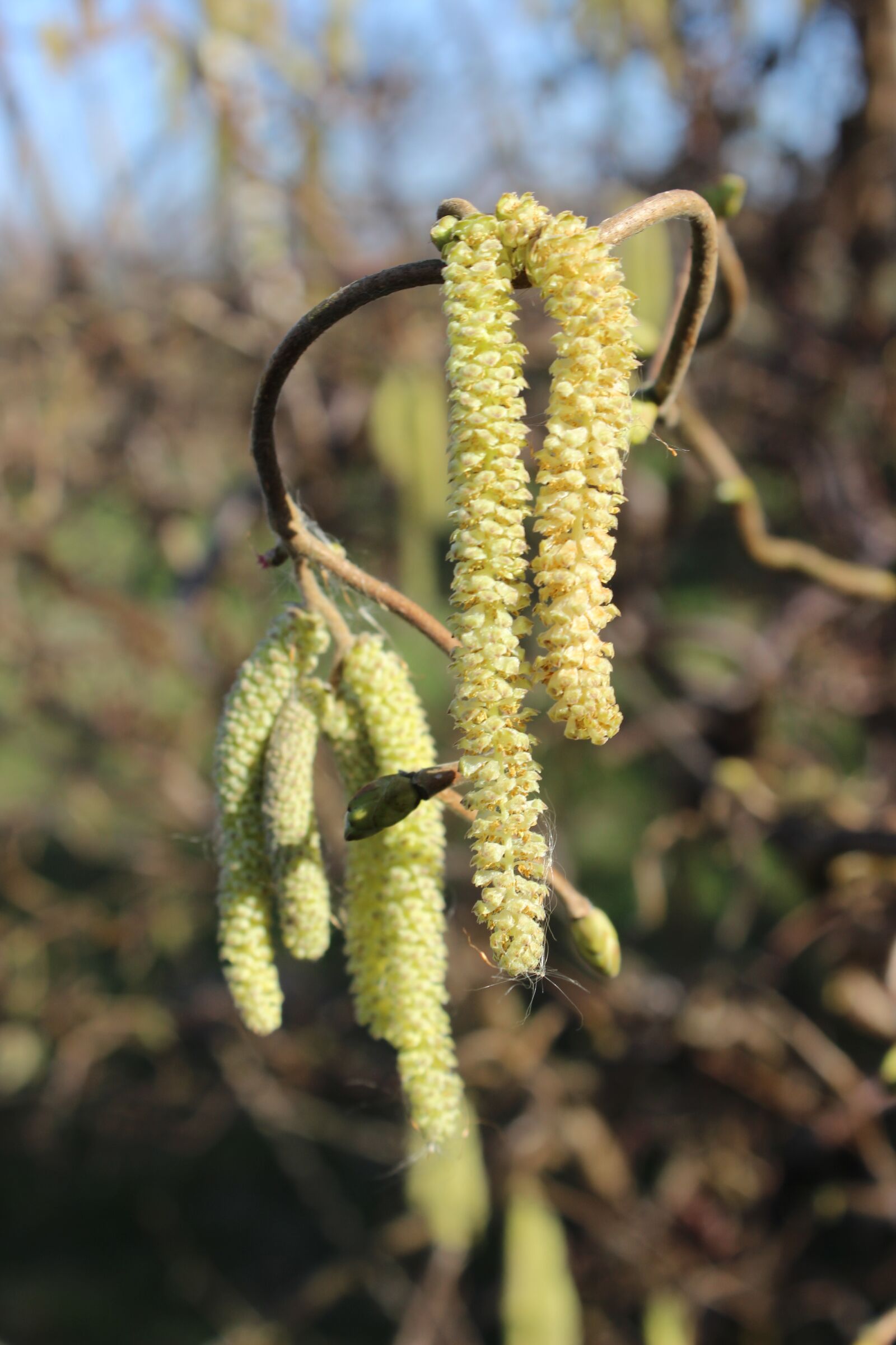 Canon EOS 600D (Rebel EOS T3i / EOS Kiss X5) sample photo. Inflorescence, cripple willow, pasture photography
