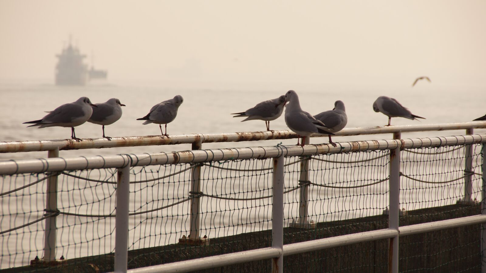 Sony SLT-A65 (SLT-A65V) sample photo. Gulls, sea, birds photography
