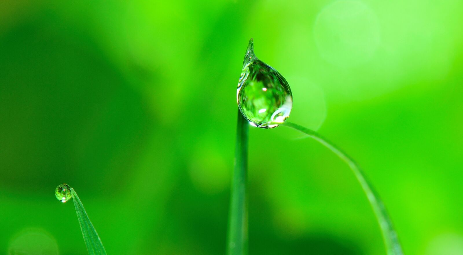 Nikon D5300 sample photo. Water, drop, grass photography