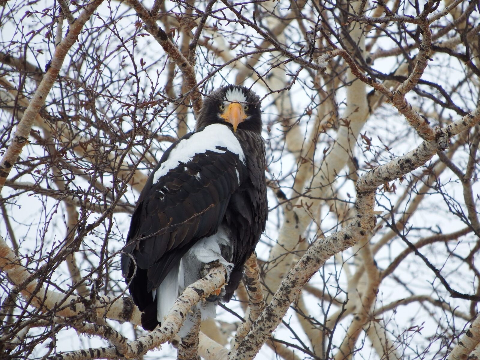 Fujifilm FinePix S1 sample photo. Steller's sea eagle, predator photography