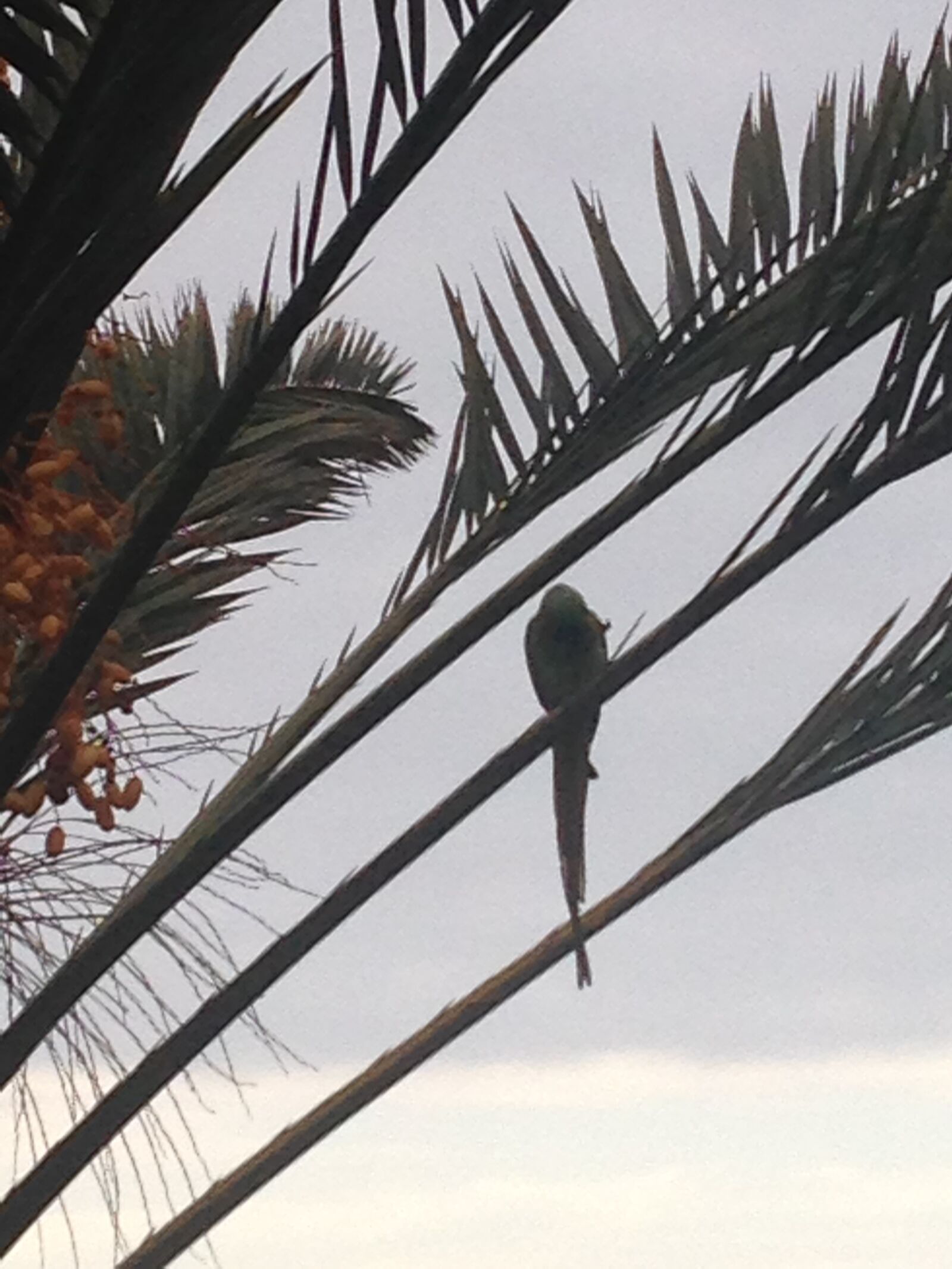 iPhone 5 back camera 4.12mm f/2.4 sample photo. Tenerife, palms, sun photography