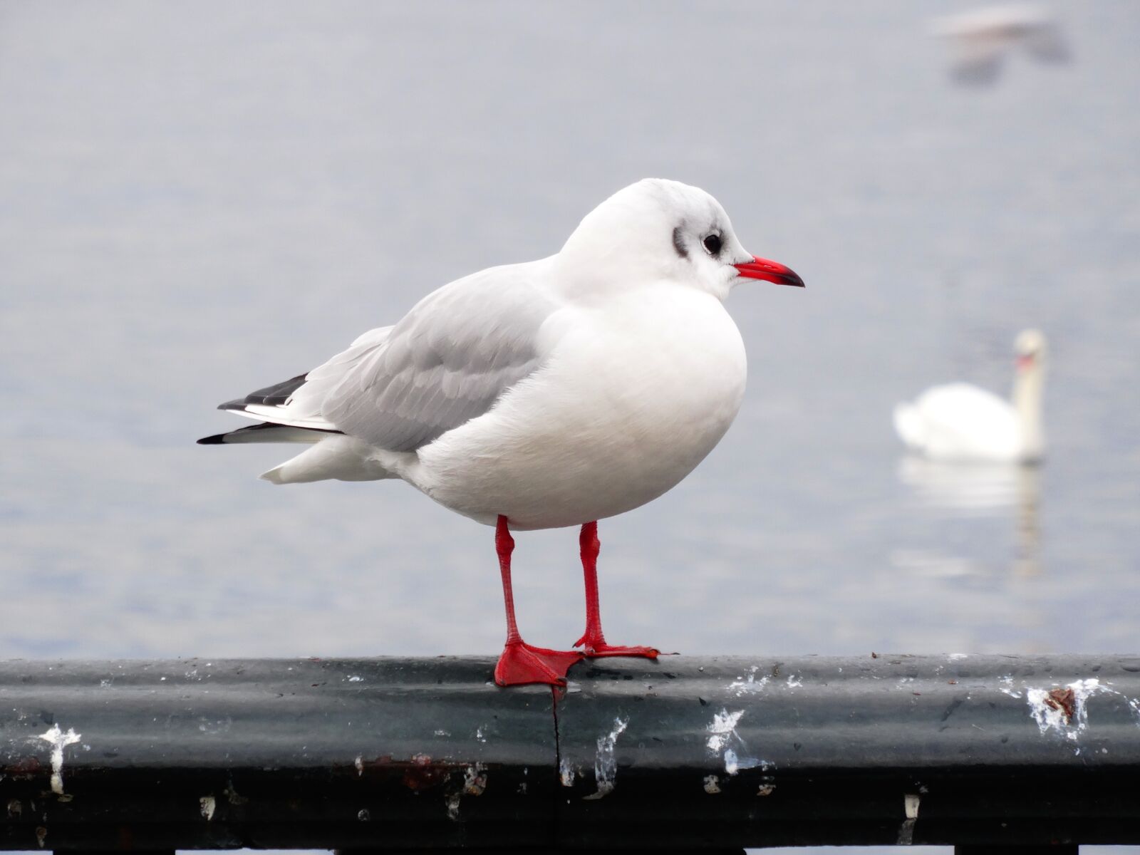 Sony Cyber-shot DSC-HX50V sample photo. Seagull, bird, close up photography