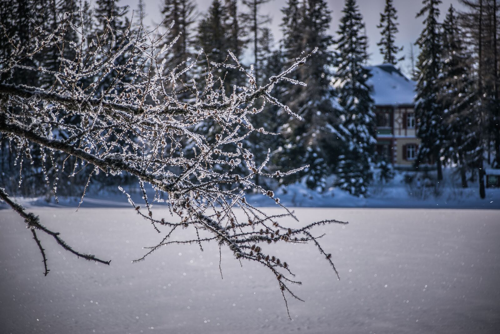 Nikon D5300 sample photo. Winter, frost, snow photography