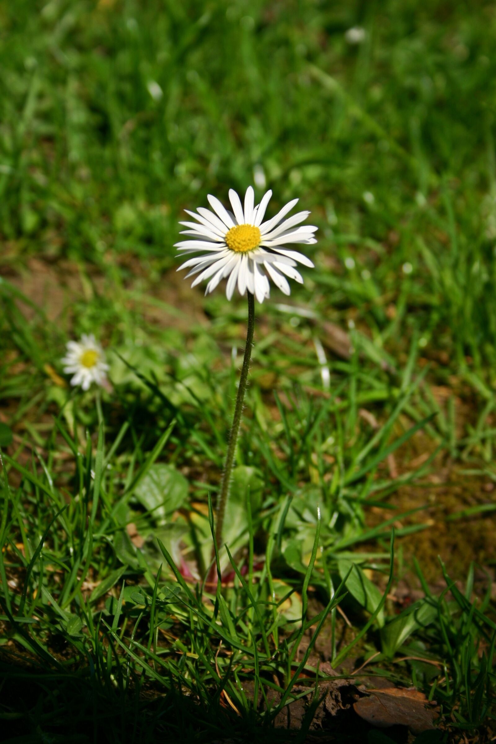 Canon EOS 300D (EOS Digital Rebel / EOS Kiss Digital) sample photo. Daisy, flower, pointed flower photography