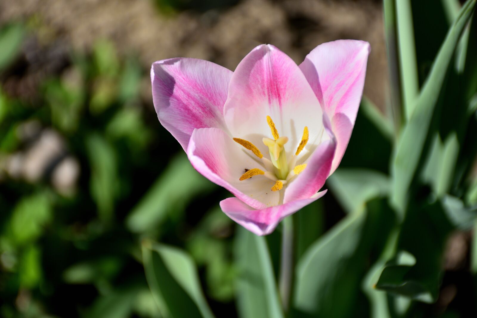 Nikon D5500 sample photo. Tulip, close up, flower photography