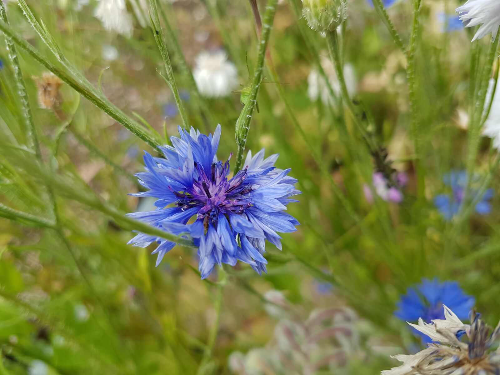 Samsung Galaxy S7 sample photo. Flower, nature, summer photography