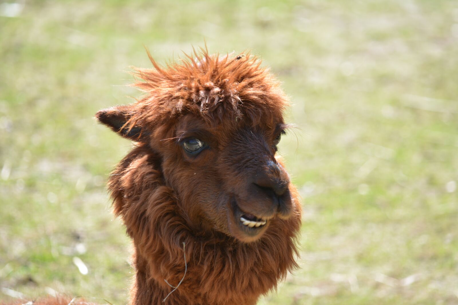Nikon D5200 sample photo. Animal, mammal, cute photography