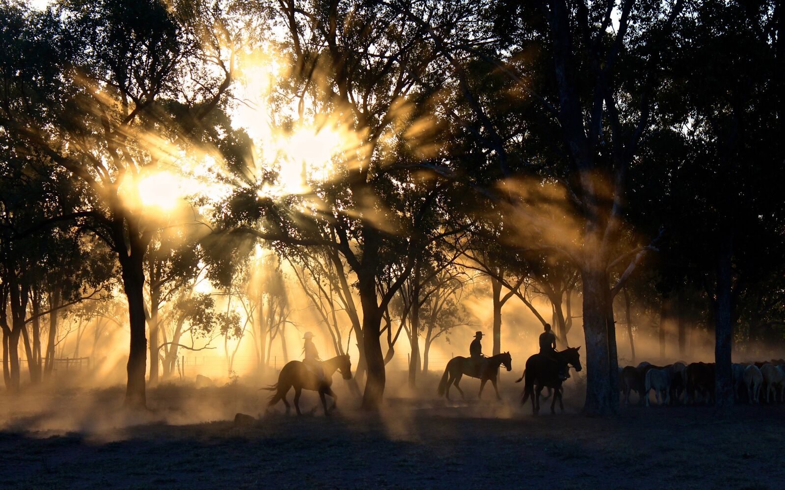 Canon EOS 600D (Rebel EOS T3i / EOS Kiss X5) sample photo. Cowboys, riding, sunset photography