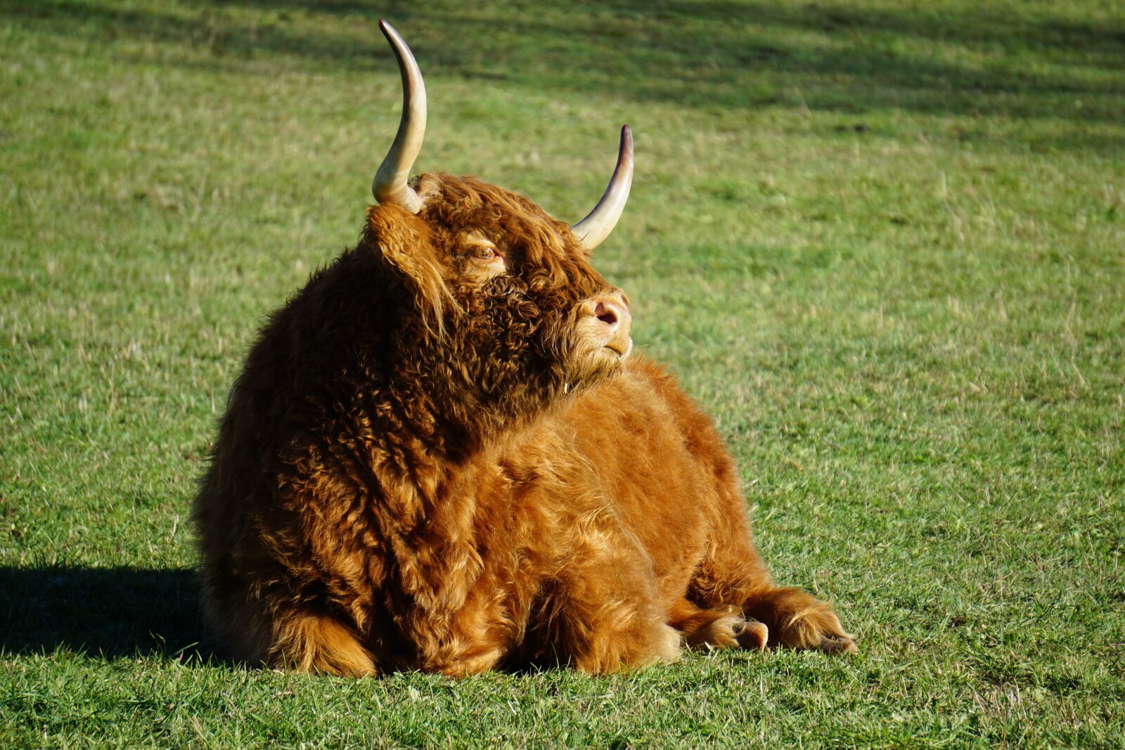 Sony a6000 sample photo. Scottish hochlandrind, beef, shaggy photography