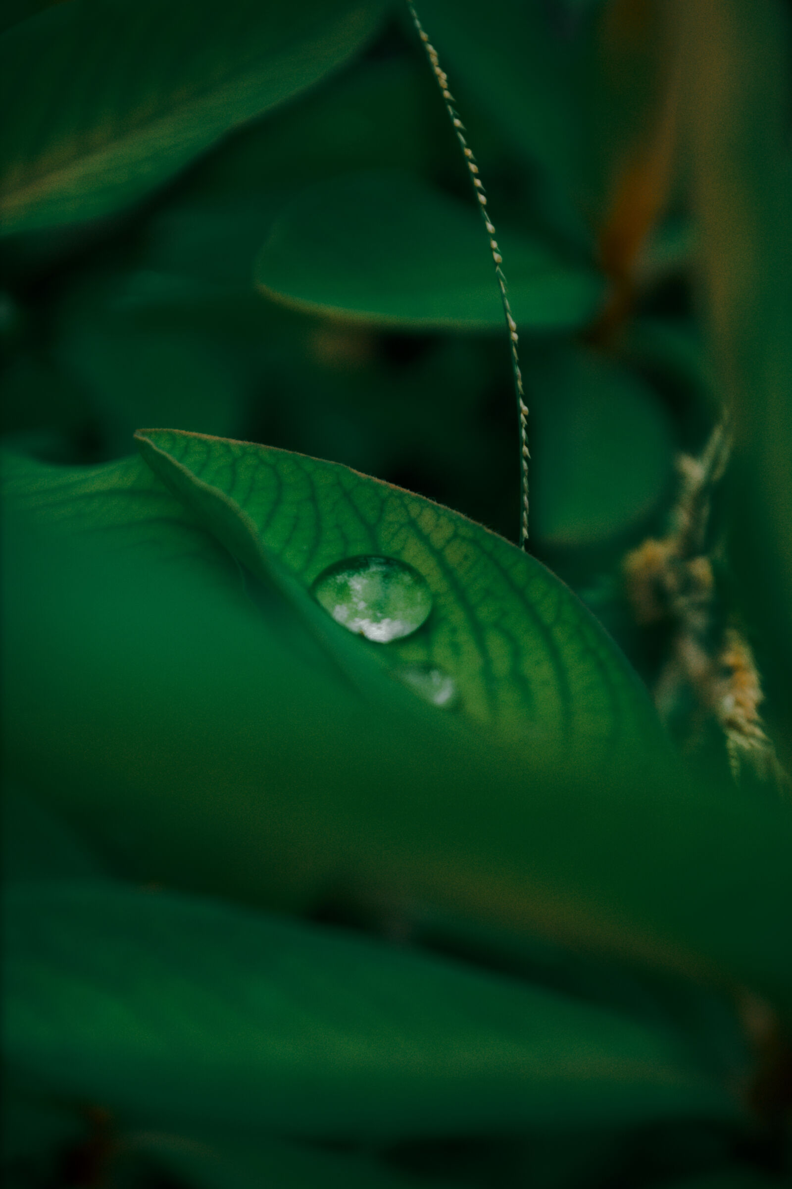 Nikon D3100 sample photo