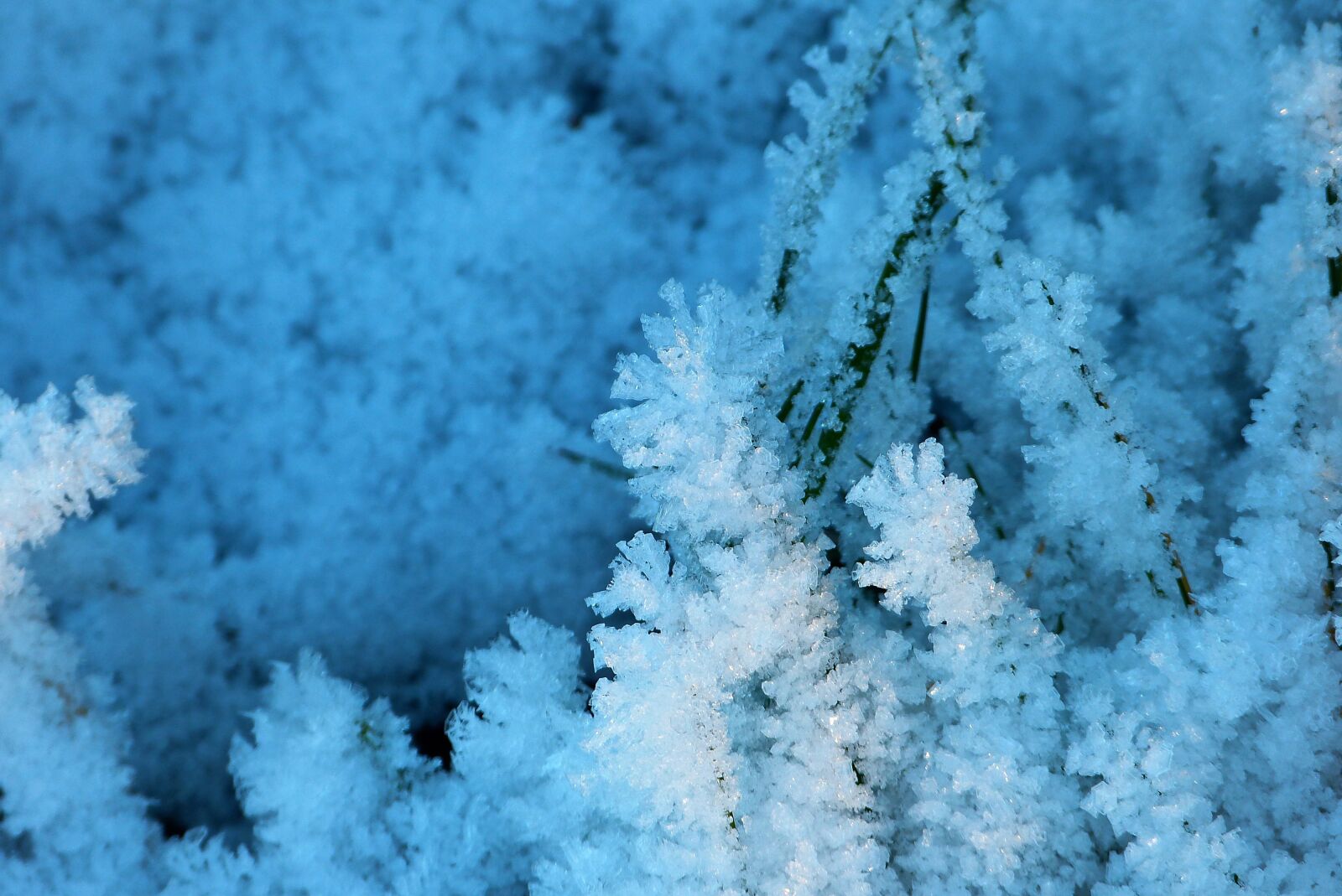 Panasonic Lumix DMC-FZ150 sample photo. Snow, ice, grass photography